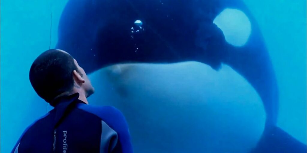 Le documentaire 'Blackfish' conclut avec succès le spectacle d'épaulards de SeaWorld