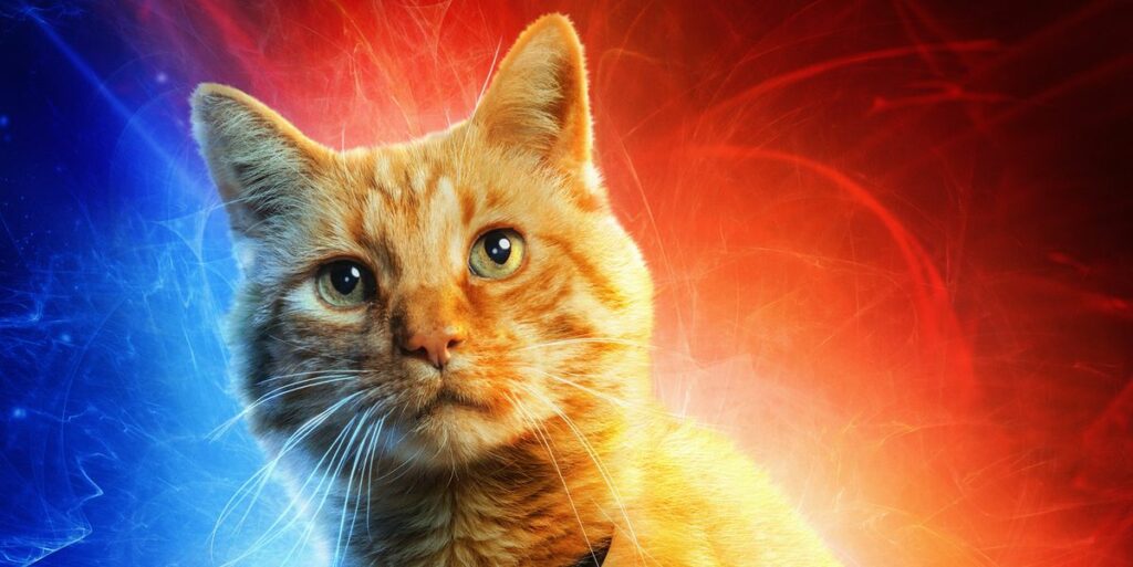 A propos de l'oie, le chat de "Captain Marvel"