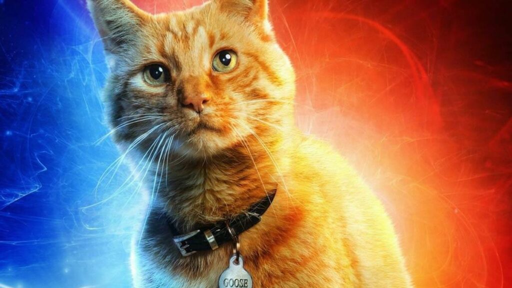 Captain Marvel - Pourquoi les chats d'oie sont importants (Spoilers)