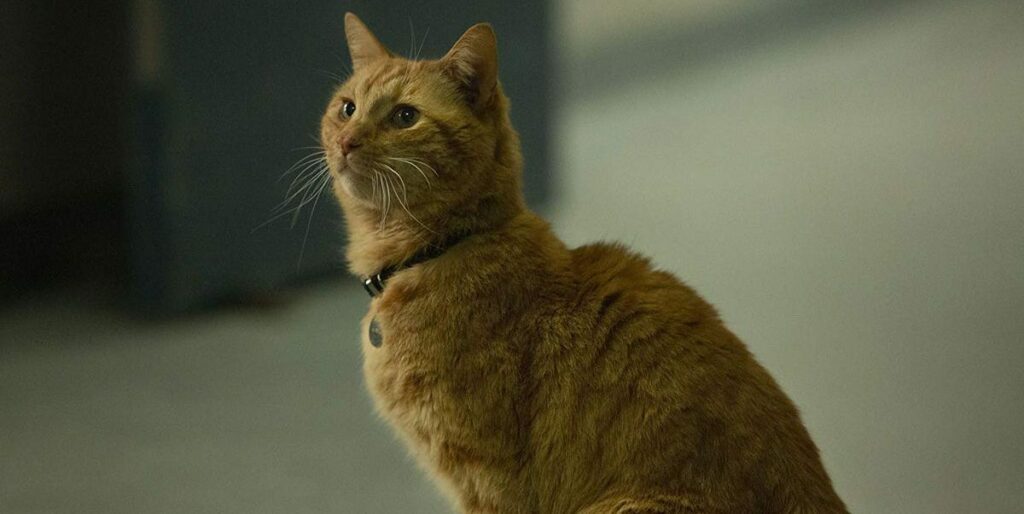 Goose Cat pourrait revenir dans "Avengers : Endgame"