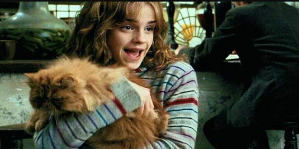 "Harry Potter": Est-ce que le chat d'Hermione... est celui de Lily Potter ?