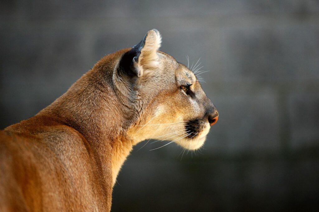 Installation de la mise à niveau de macOS Mountain Lion