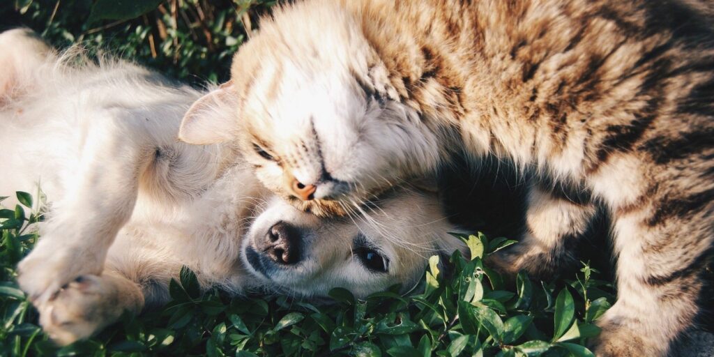 dog and cat lying in grass
